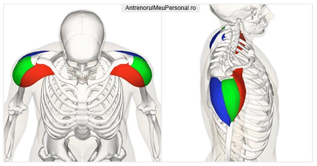 Anatomie deltoid si Exercitiile pentru Umeri