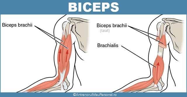 Exercitii biceps - Anatomie masa musculara